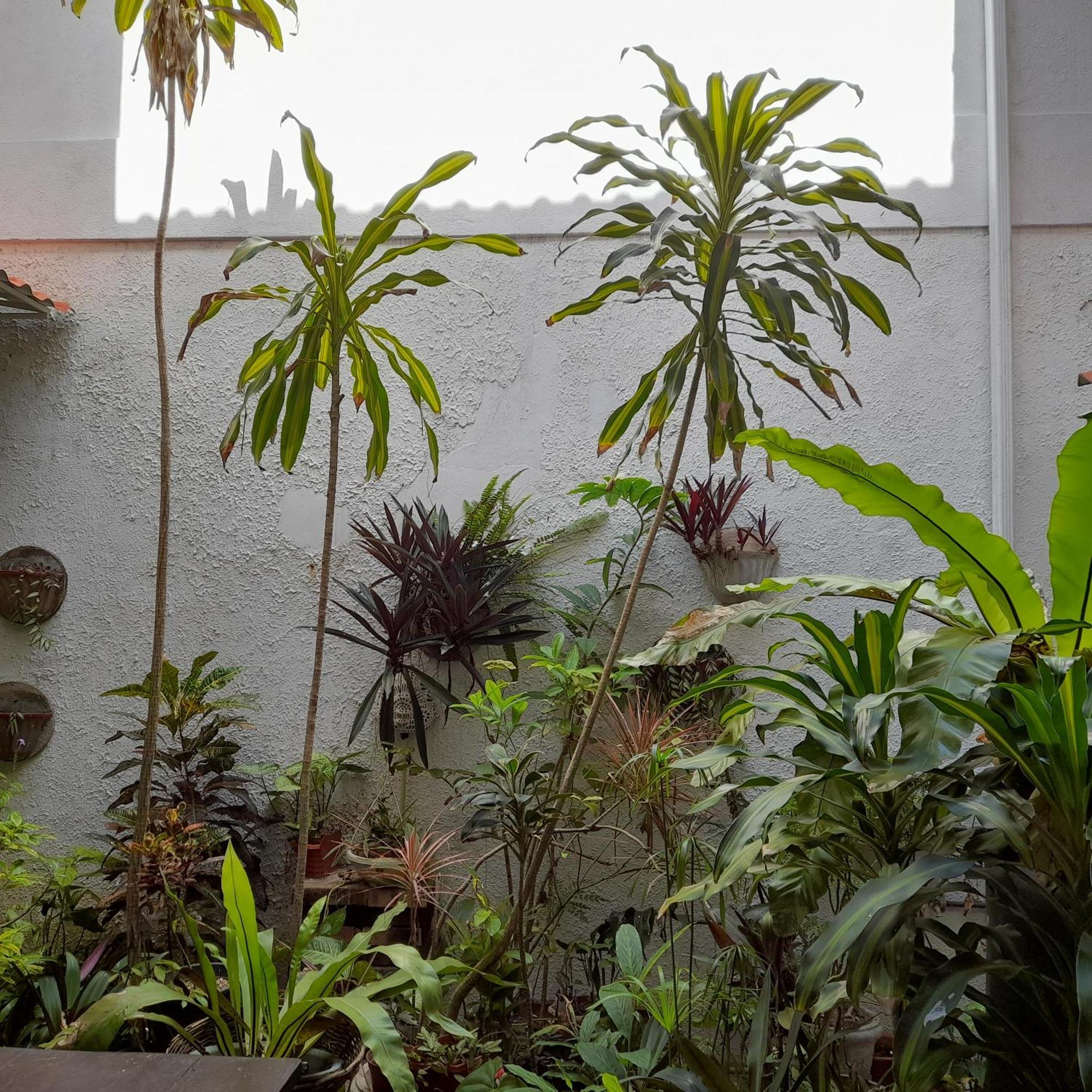 Shoba Traveller'S Tree Homes Stay كالي المظهر الخارجي الصورة